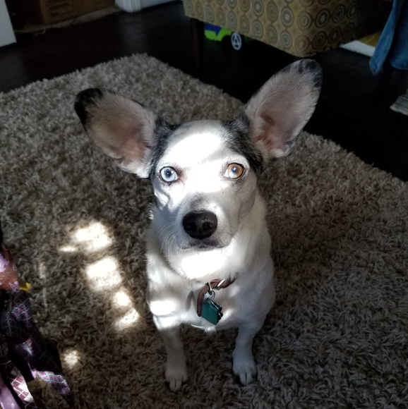 Meet your Posher, Annie - Picture 1 of 1